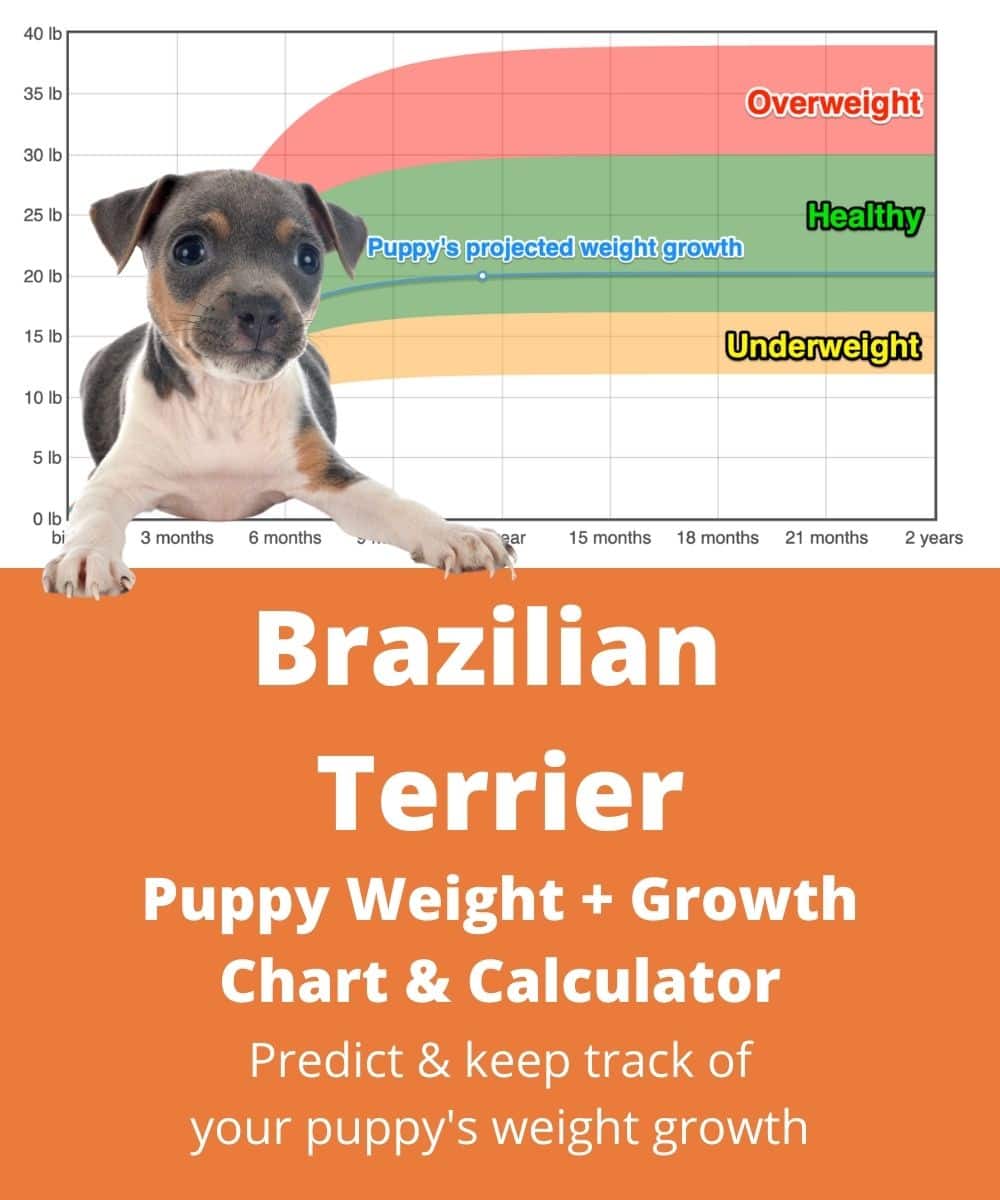 brazilian-terrier Puppy Weight Growth Chart